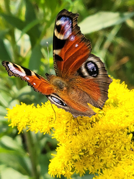 Dagpauwoog - Beweging